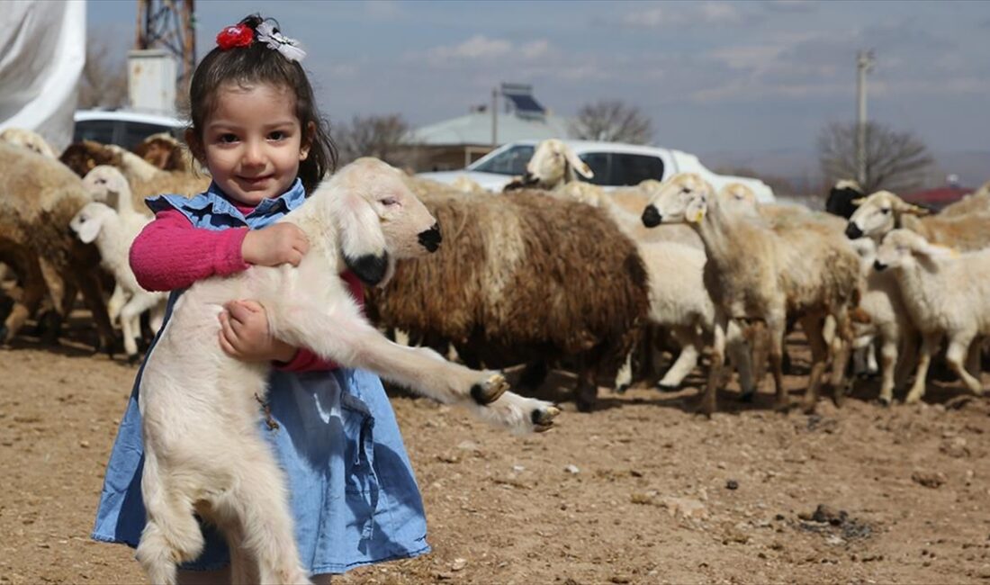 Tarım ve Orman Bakanlığınca 6 Şubat 2023'teki depremlerde hayvanları ölen