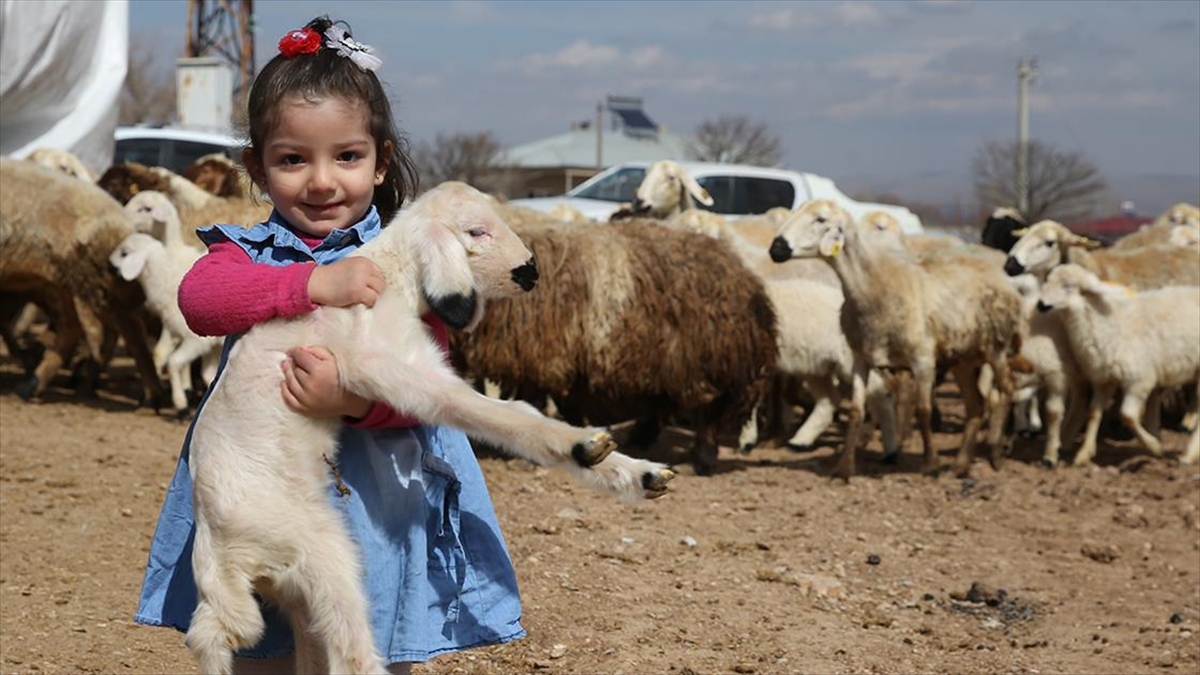 Tarım ve Orman Bakanlığınca 6 Şubat 2023'teki depremlerde hayvanları ölen