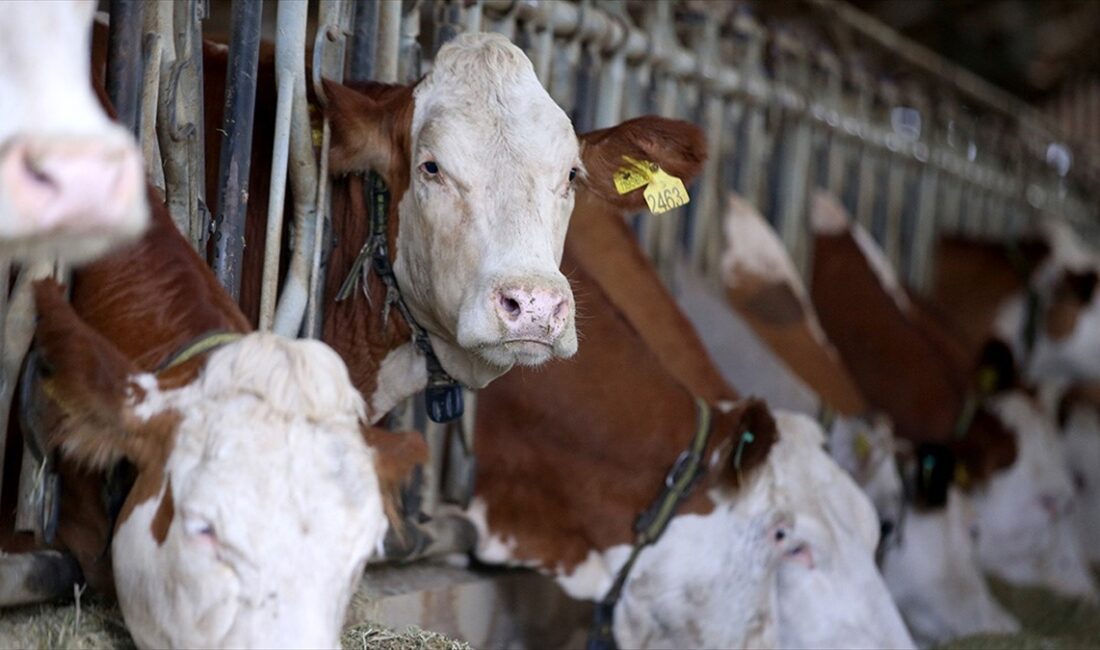 İhracat onaylı 30 işletmenin bulunduğu kentte, AB standartlarındaki yıllık 350