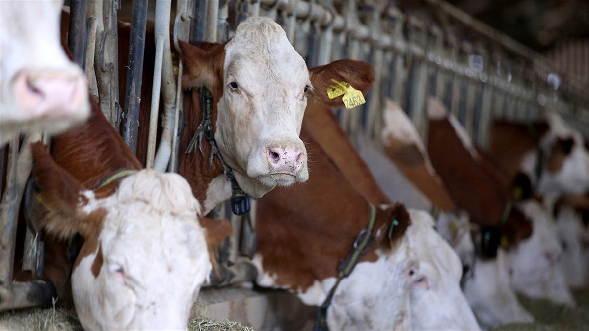 İhracat onaylı 30 işletmenin bulunduğu kentte, AB standartlarındaki yıllık 350