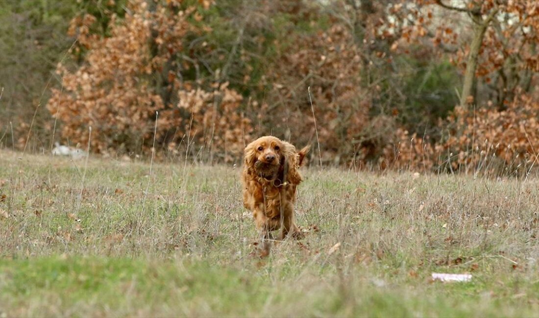 Kırklareli'nin Vize ilçesinde kurulan işletmede ormandan eğitimli köpekler tarafından toplanan