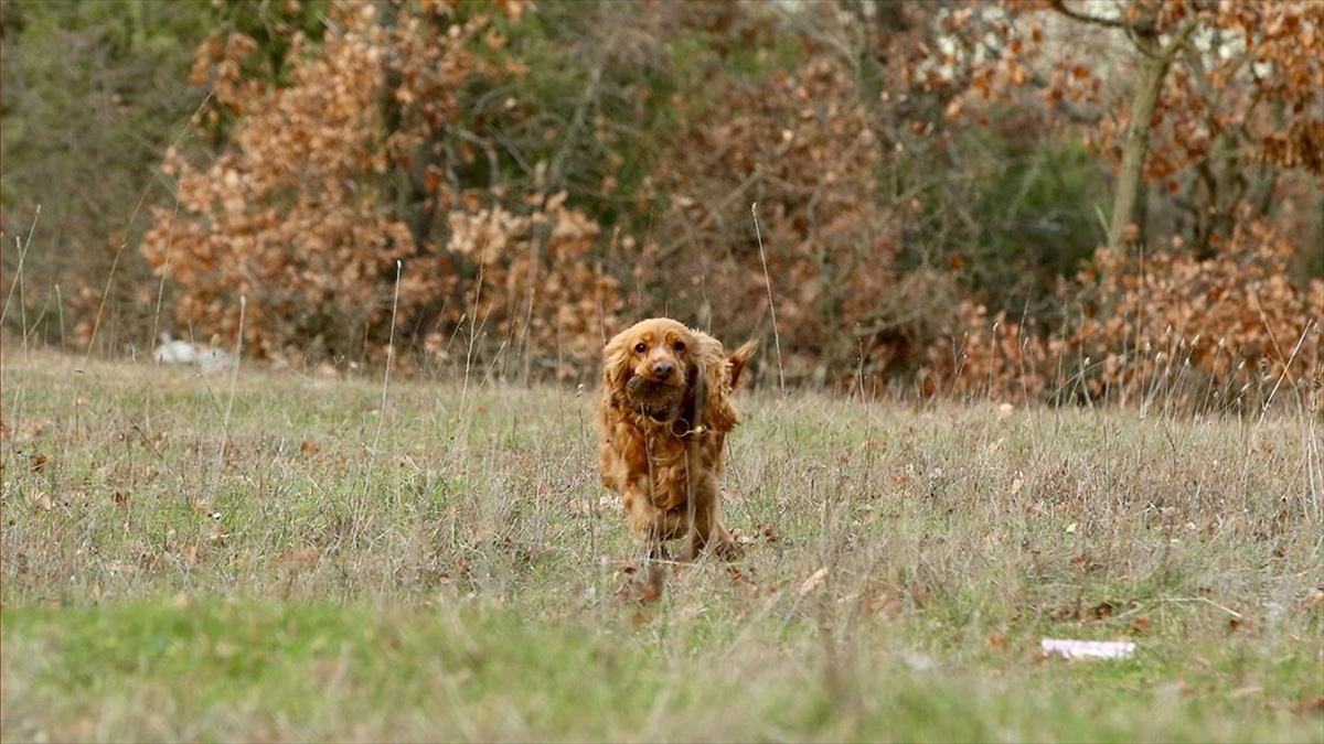 Kırklareli'nin Vize ilçesinde kurulan işletmede ormandan eğitimli köpekler tarafından toplanan