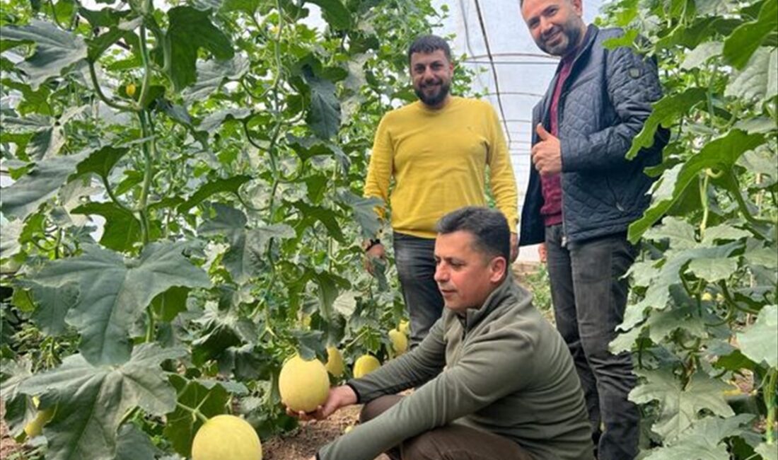 ANTALYA (AA) – Antalya'nın Kumluca ilçesinde üretilen ilk turfanda kavunlar