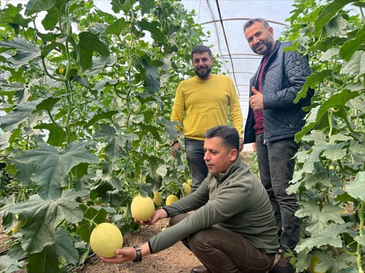 ANTALYA (AA) – Antalya'nın Kumluca ilçesinde üretilen ilk turfanda kavunlar