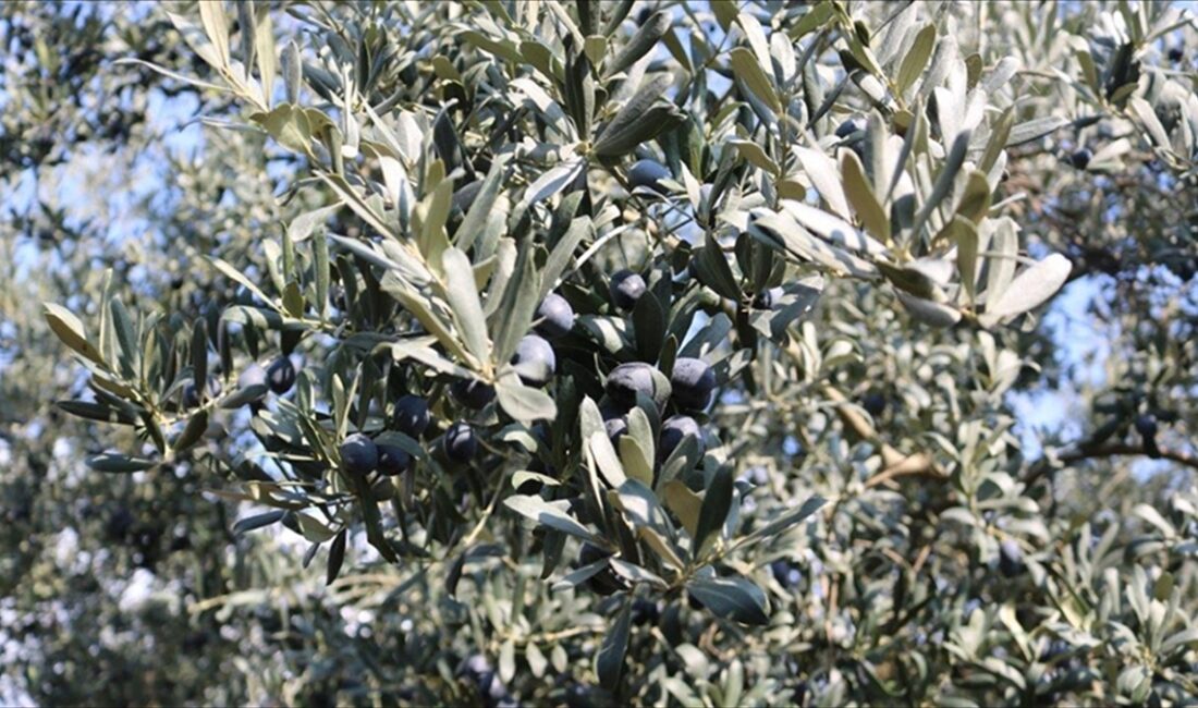 Marmara Zeytin Tarım Satış Kooperatifleri Birliği (Marmarabirlik), zeytin üreticilerine 860