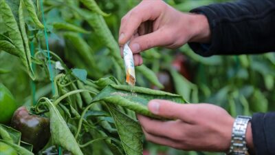 Tarım ve Orman Bakanlığına bağlı Orman Genel Müdürlüğü (OGM), oluşturduğu