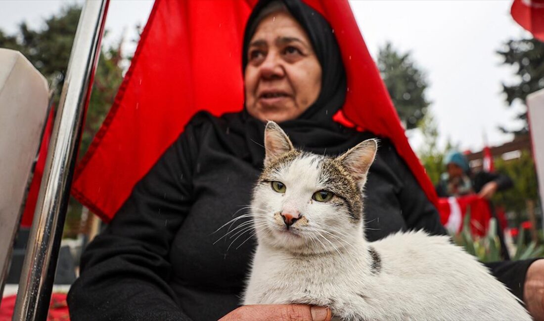 Gaziantep'te Asri Mezarlık Şehitliğinden ayrılmayan sokak kedisi, şehit ailelerinin teselli