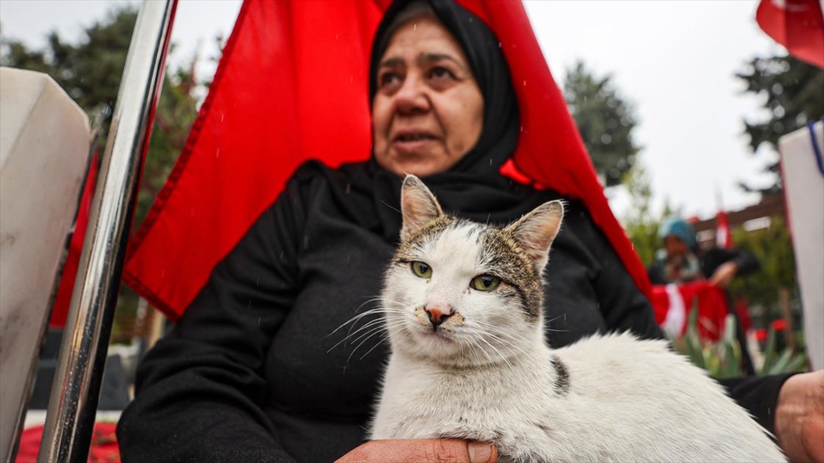 Gaziantep'te Asri Mezarlık Şehitliğinden ayrılmayan sokak kedisi, şehit ailelerinin teselli
