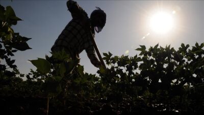 Tarımsal işletmelerde mevsimlik tarım işçilerinin ortalama günlük ücretleri, 2023'te bir