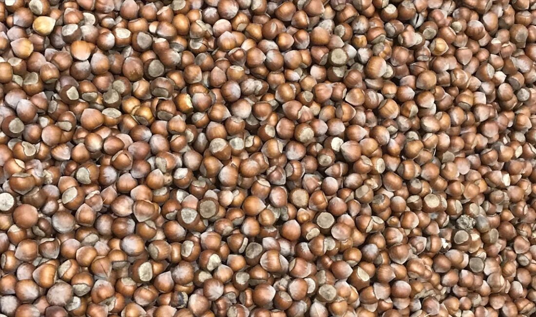 GIRESUN (AA) – Giresun Ticaret Borsasından (GTB) yapılan yazılı a&ccedil;ıklamada,