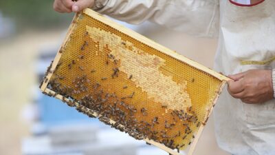 Tarım ve Orman Bakanı İbrahim Yumaklı, 2023 ve 2024 yıllarında