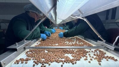 Türkiye, 2023-2024 fındık ihracat sezonunun altı aylık döneminde 1 milyar