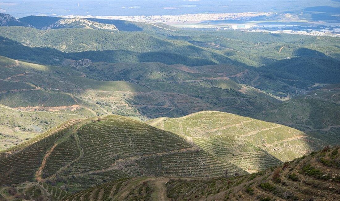ANKARA (AA) – Türkyılmaz, Orman Haftası dolayısıyla AA muhabirine ormancılık