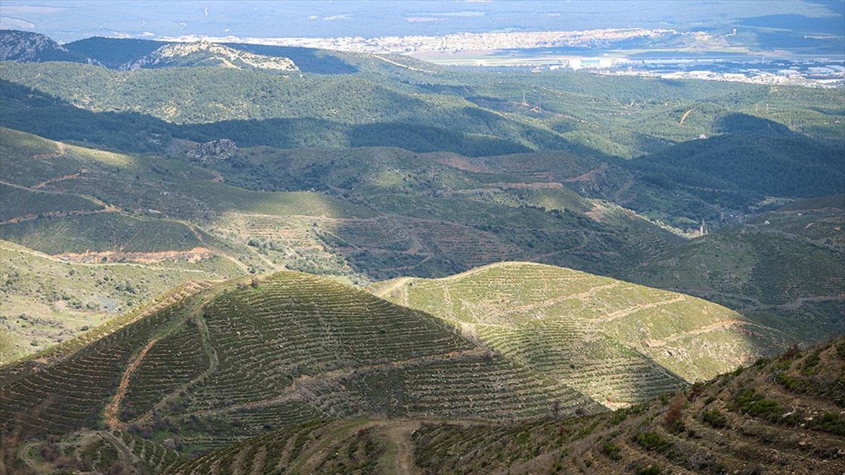 ANKARA (AA) – Türkyılmaz, Orman Haftası dolayısıyla AA muhabirine ormancılık