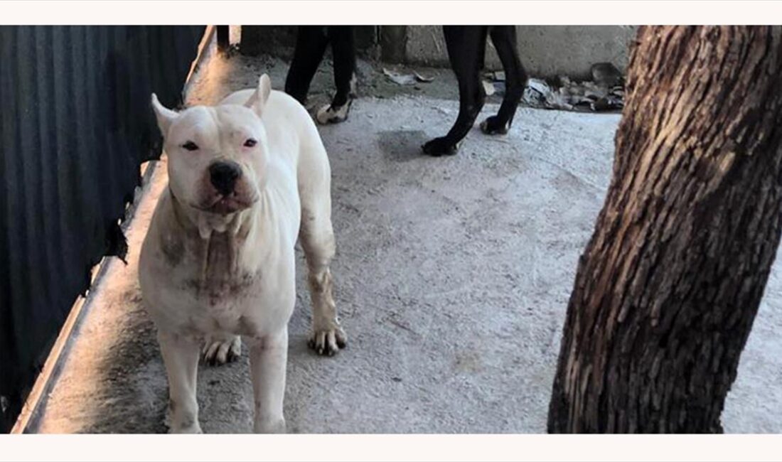 Adana'nın merkez Seyhan ilçesinde pitbull cinsi köpeğin saldırısına uğrayan 4