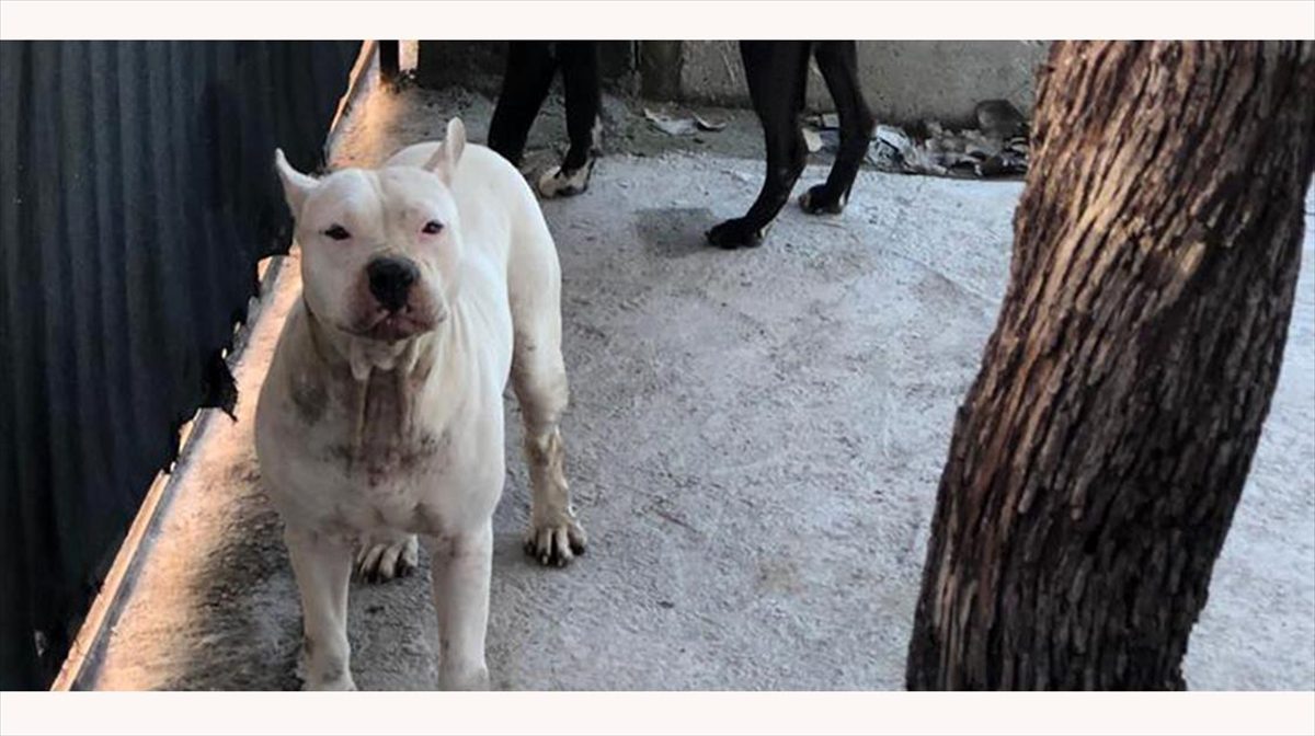 Adana'nın merkez Seyhan ilçesinde pitbull cinsi köpeğin saldırısına uğrayan 4