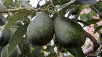 Antalya'nın Alanya ilçesinde üreticilere yüksek gelir getiren avokadonun üretim alanı
