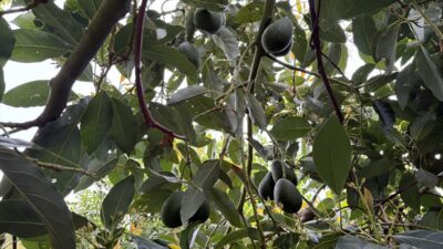 ANTALYA (AA) – MUSTAFA KURT – Antalya'nın Alanya ilçesinde üreticilere