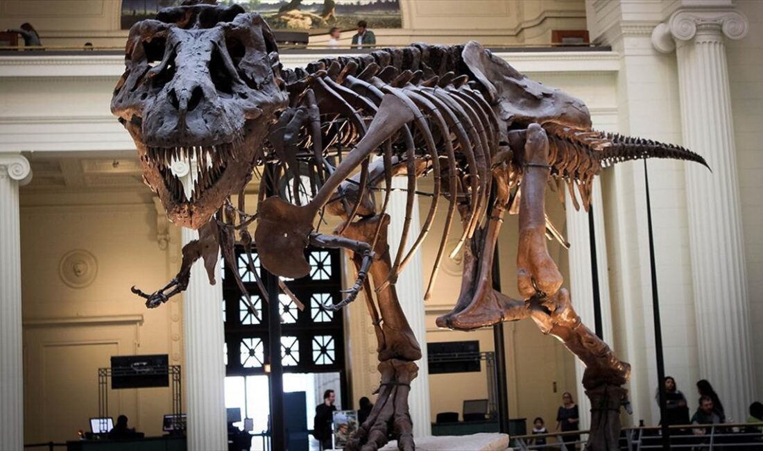 Aralarında davranış bilimci, paleontolog ve nörologların bulunduğu uluslararası araştırma heyeti,
