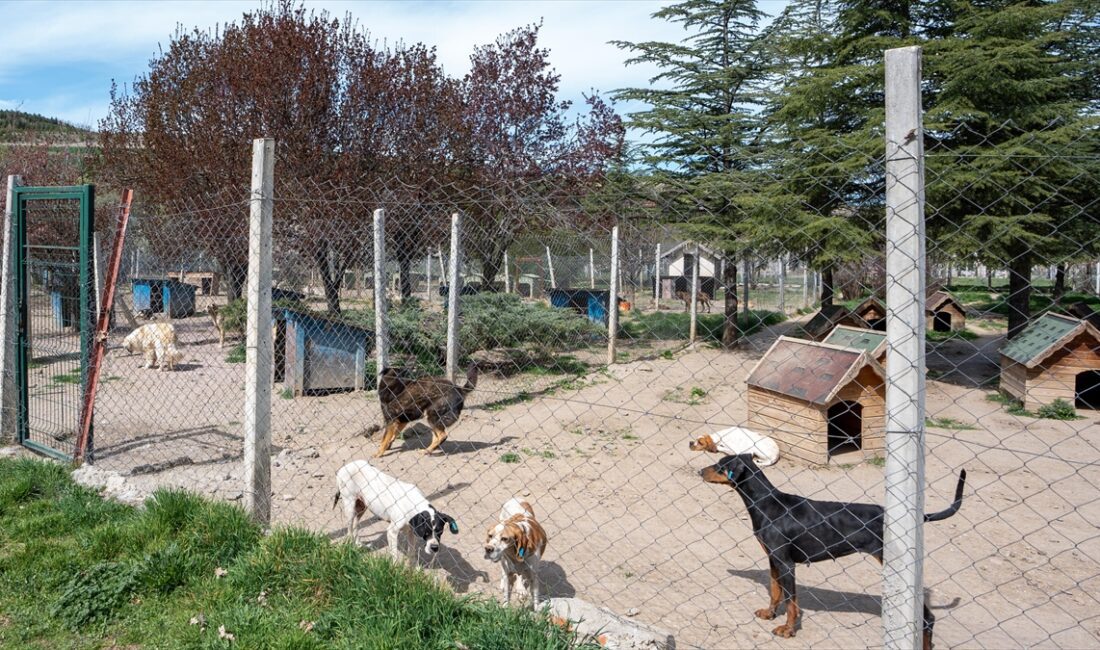 Ankara'daki müstakil evinin bahçesinde 180 köpeğe bakan Gökçen Yıldız'a "köpeklerin