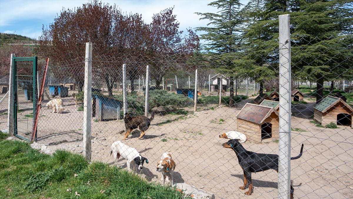 Ankara'daki müstakil evinin bahçesinde 180 köpeğe bakan Gökçen Yıldız'a "köpeklerin