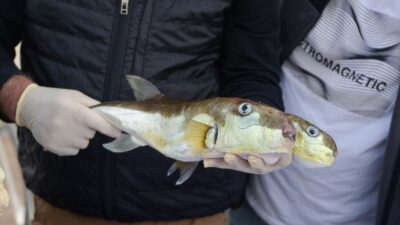 Balon balığının lagocephalus sceleratus türünün 150 bin adede kadar her
