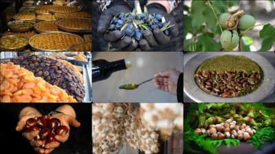 TÜRKPATENT tarafından tescil edilen coğrafi işaretli ürün sayısı geçen yıl