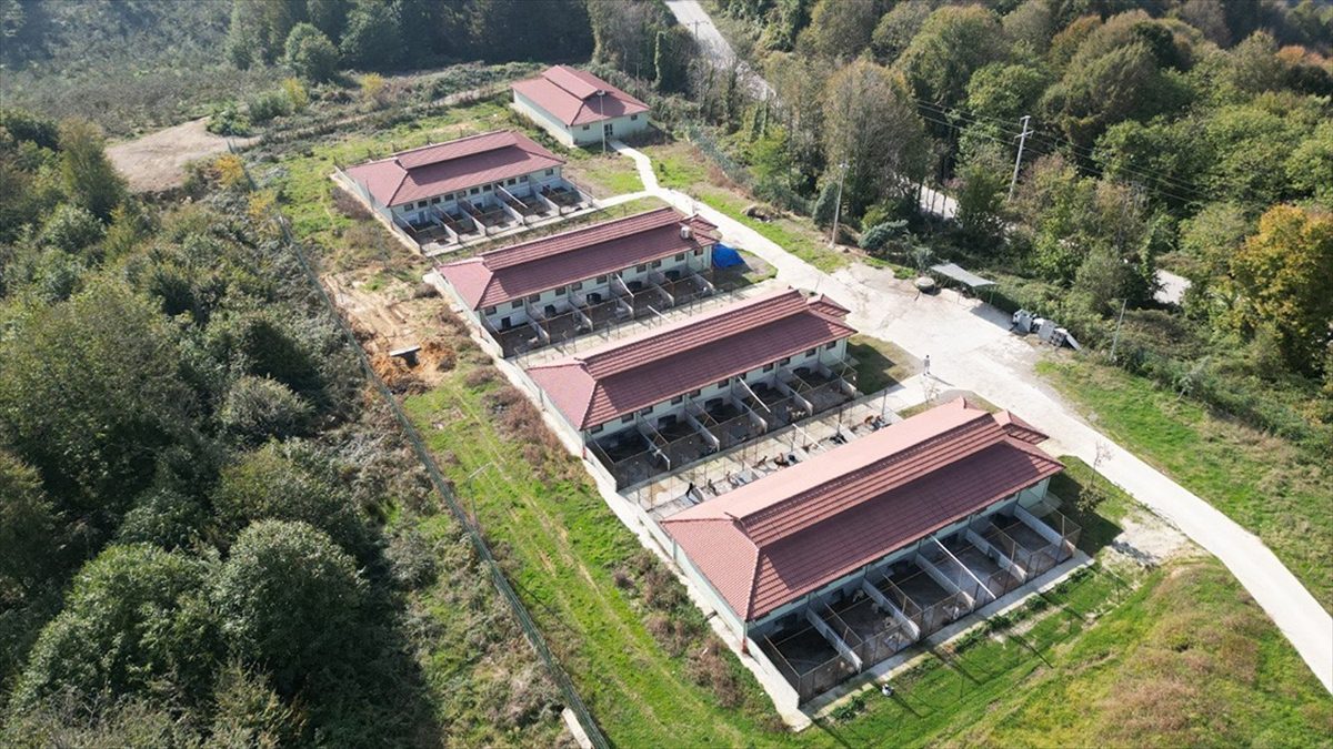 Düzce'deki Sokak Hayvanları Bakımevi ve Rehabilitasyon Merkezi'nde 5 yılda 25