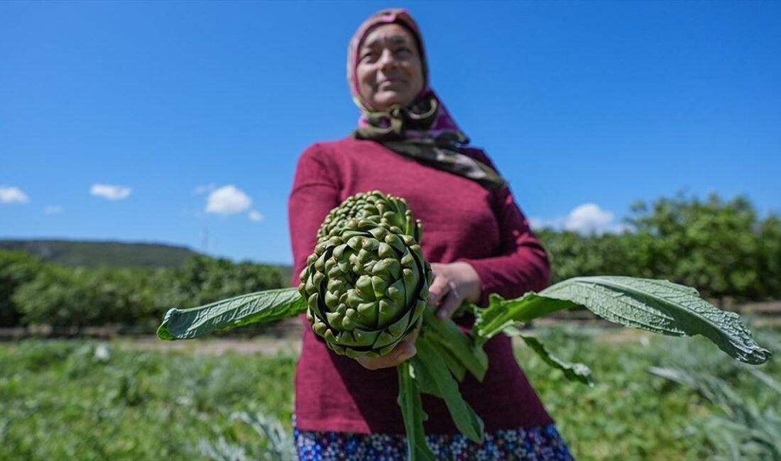 Türkiye'de enginar üretiminin yüzde 30'unun yapıldığı İzmir'de nisan ve mayıs