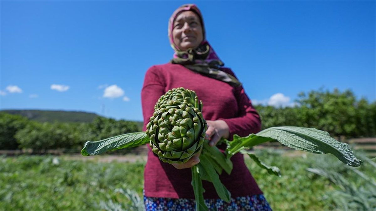 Türkiye'de enginar üretiminin yüzde 30'unun yapıldığı İzmir'de nisan ve mayıs