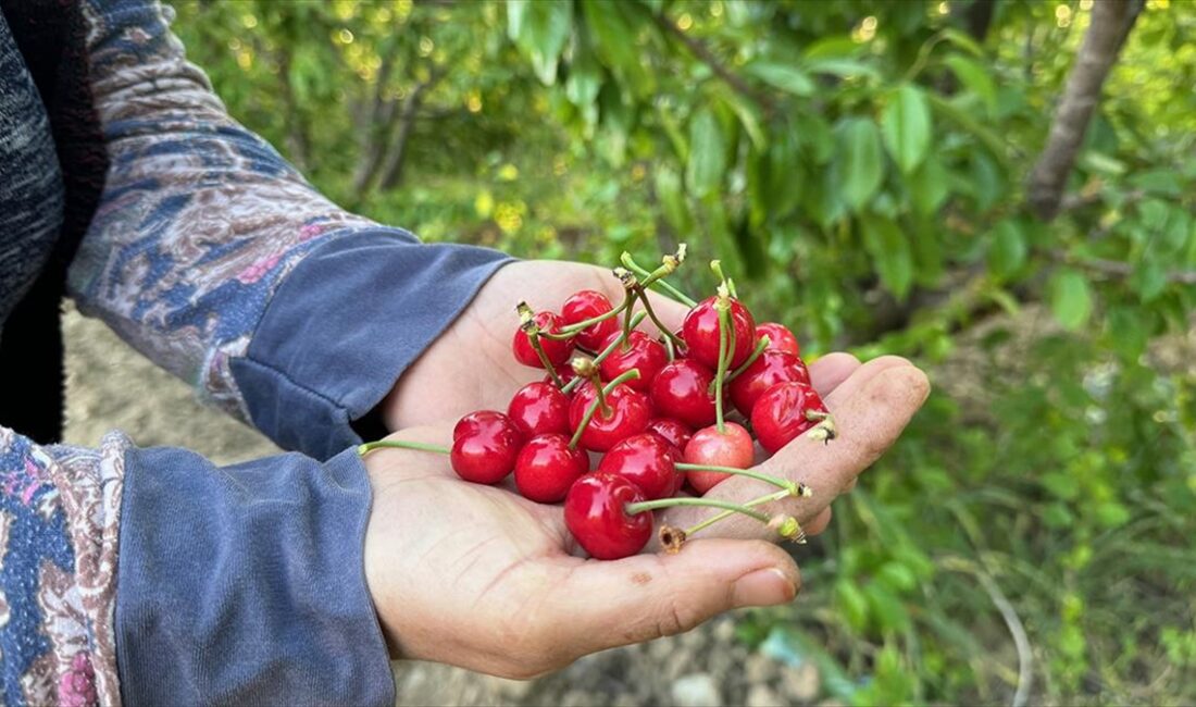 Türkiye'nin erkenci kiraz üretim merkezi Manisa'nın Şehzadeler ilçesinde sezonun ilk
