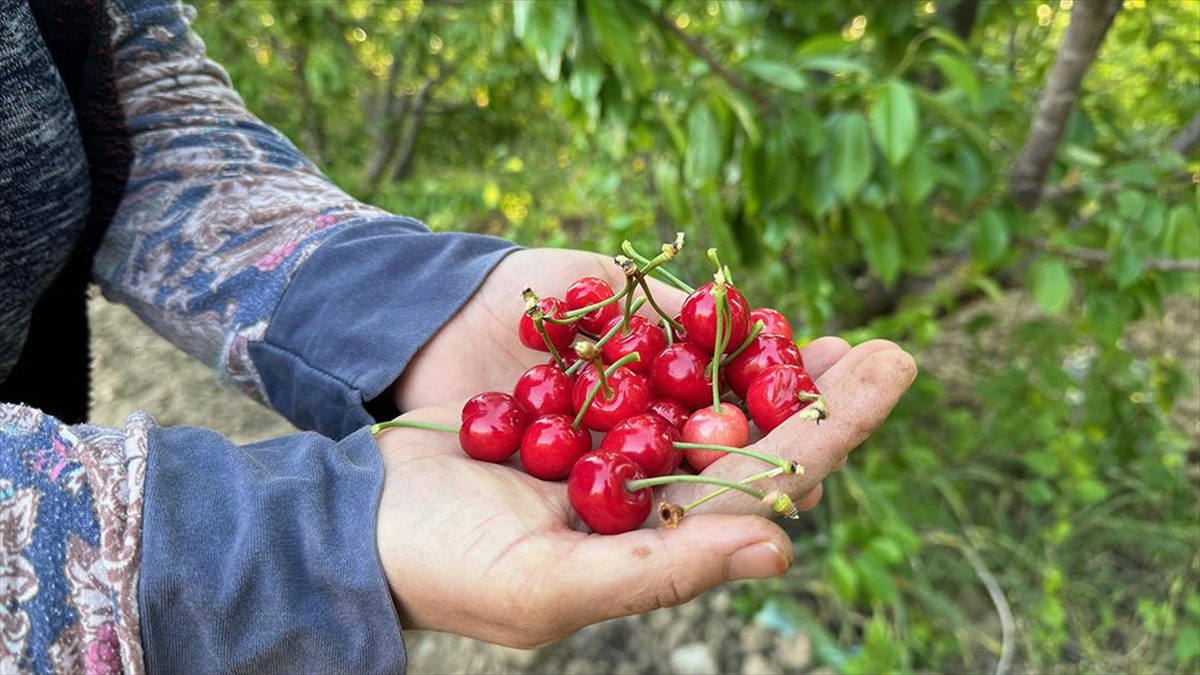 Türkiye'nin erkenci kiraz üretim merkezi Manisa'nın Şehzadeler ilçesinde sezonun ilk