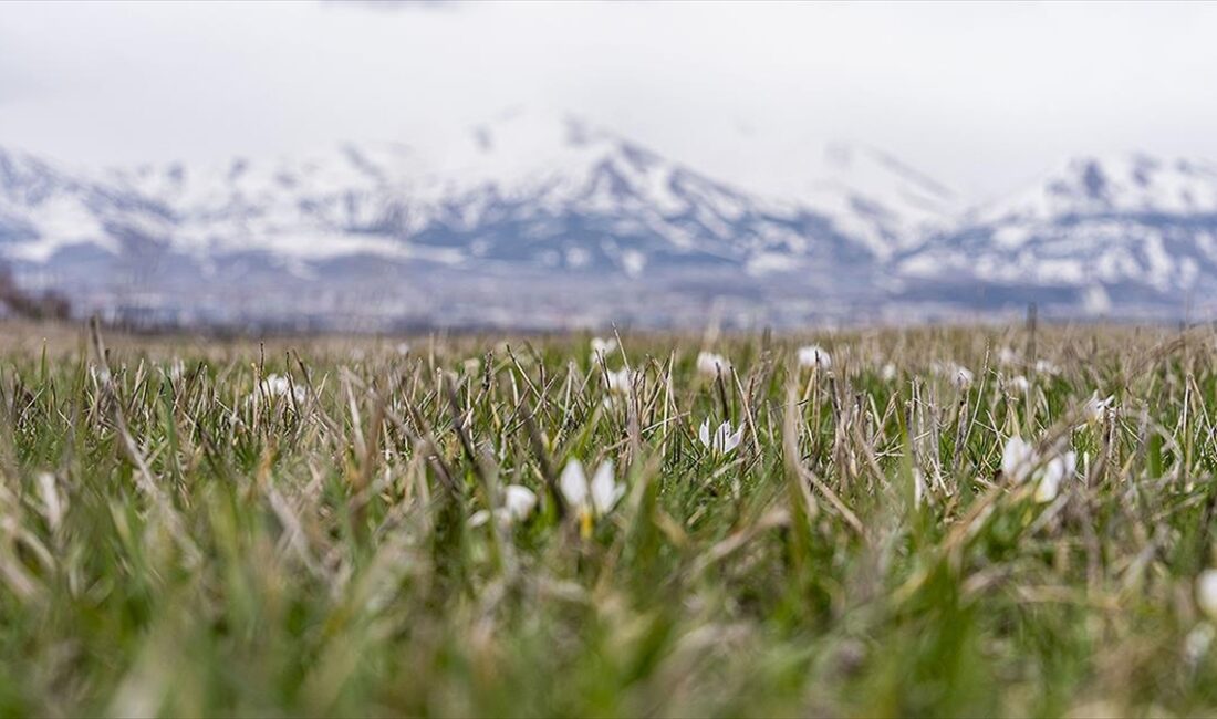 Erzurum'da, havaların ısınmasıyla doğa ve yaban hayatı hareketlenmeye başladı.