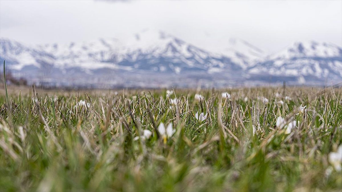 Erzurum'da, havaların ısınmasıyla doğa ve yaban hayatı hareketlenmeye başladı.