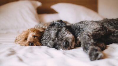 TOBB Türkiye Sigorta Acenteleri İcra Komitesi Başkanı Levent Korkut, "Sigorta