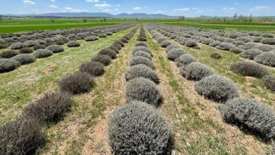 Eskişehir'in Han ilçesine bağlı kırsal Gökçekuyu Mahallesi'nde İl Tarım ve