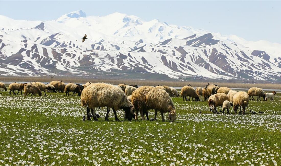 Hakkari'nin Yüksekova ilçesinde besiciler, sürülerini çetin geçen kışın ardından yeşeren