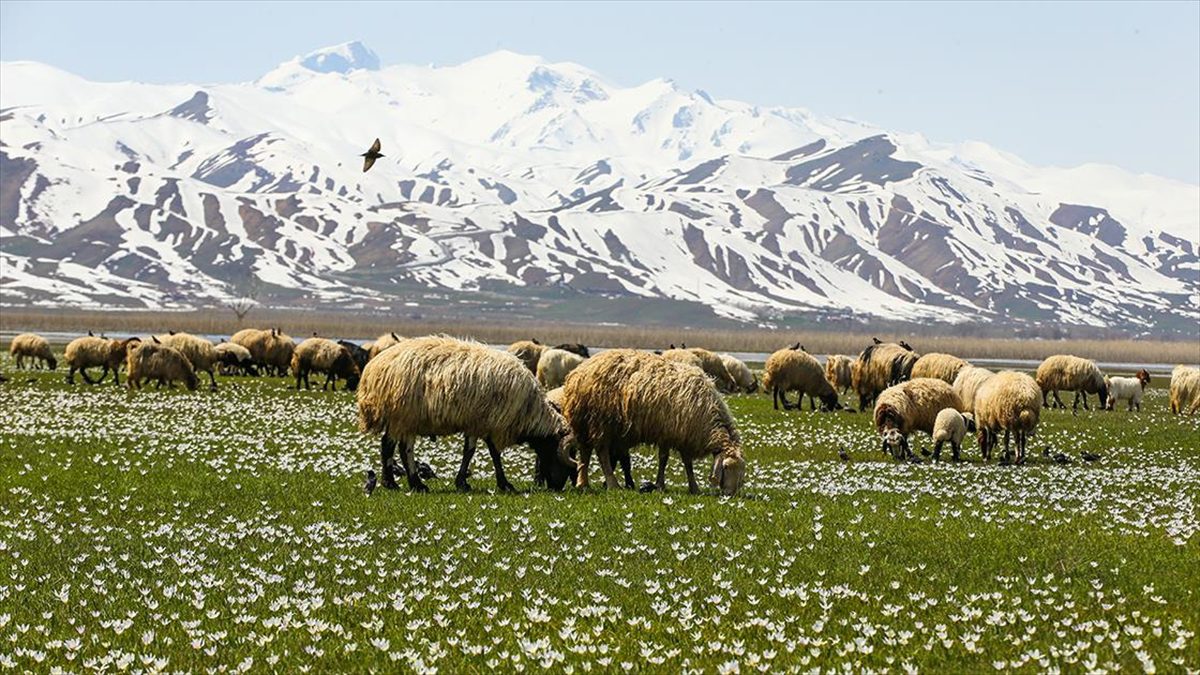 Hakkari'nin Yüksekova ilçesinde besiciler, sürülerini çetin geçen kışın ardından yeşeren