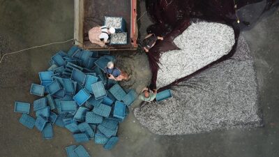 Bursa'da, İznik Gölü'nden avlanan gümüş balıkları, cips haline getirilerek satılması