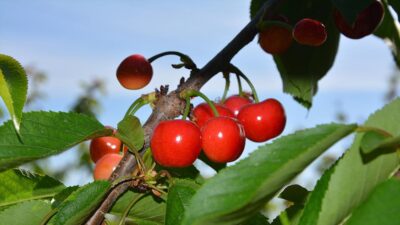 Türkiye'nin önde gelen tarımsal ihraç ürünlerinden kirazda, bu sezon 120
