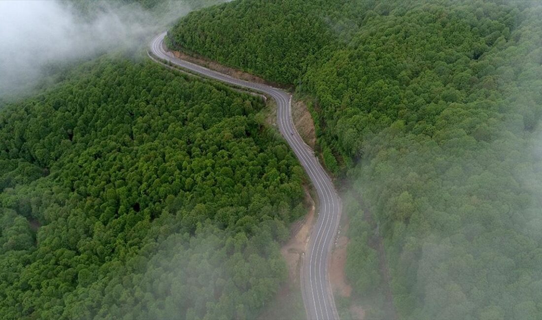 Trakya'nın Karadeniz kıyılarındaki, meşe ve çam ağaçlarıyla örtülü Yıldız Dağları'nda