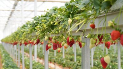 İSTANBUL (AA) – Topraksız tarım alanında faaliyet gösteren Paladyum Tarım,