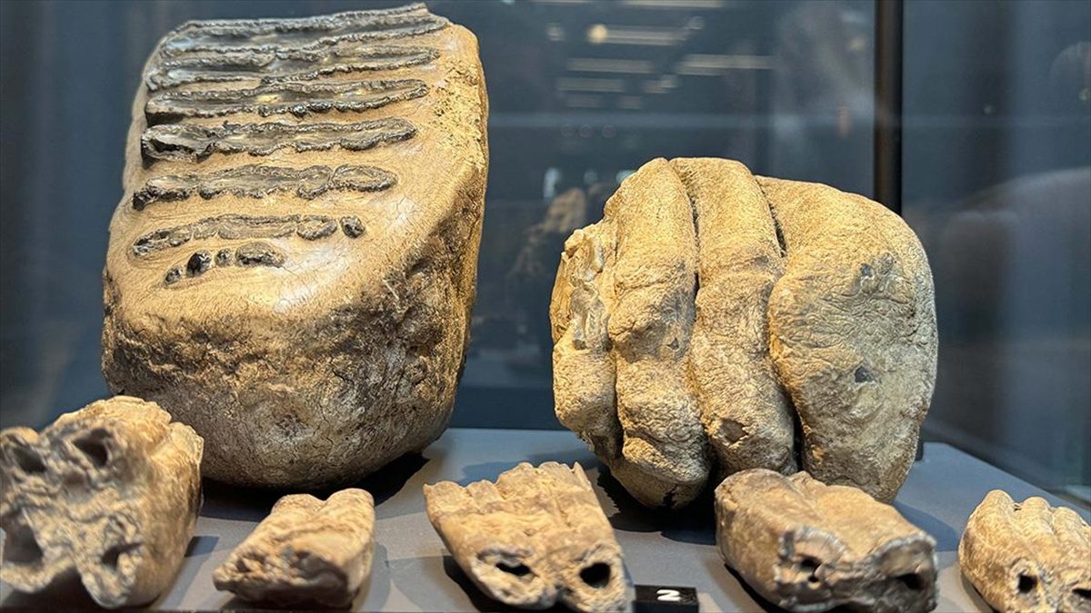 Samsun'un Ladik ilçesinde eski bir maden ocağında 14 yıl önce
