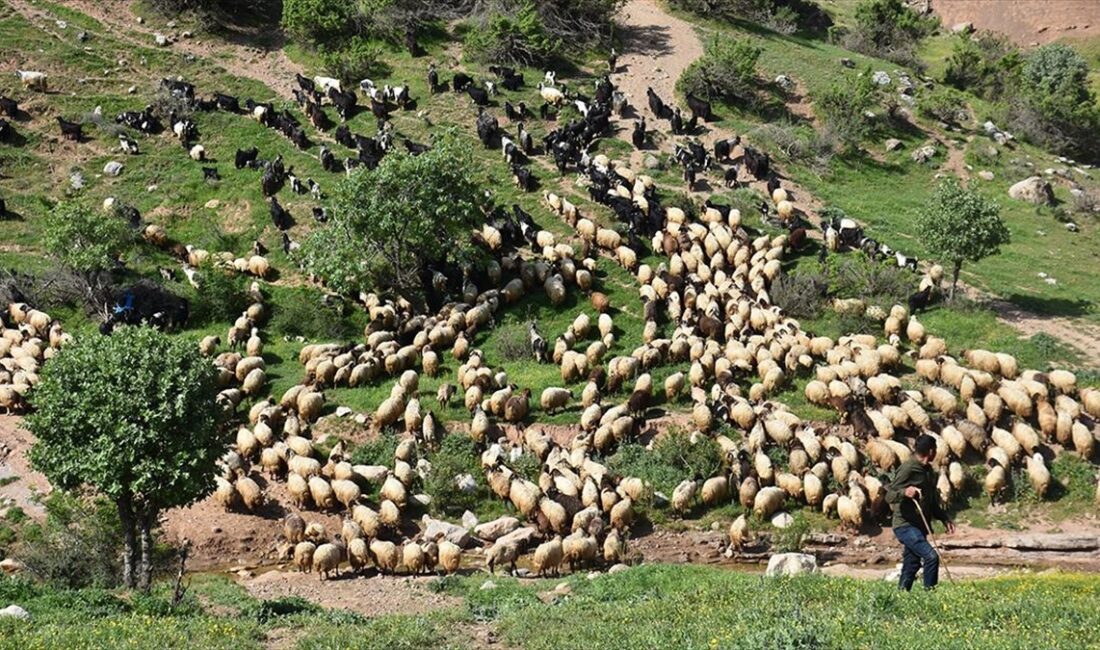 Şırnak'ın Silopi, Cizre, İdil ilçesinde kışlaklarda yaklaşık 5 ay kalan