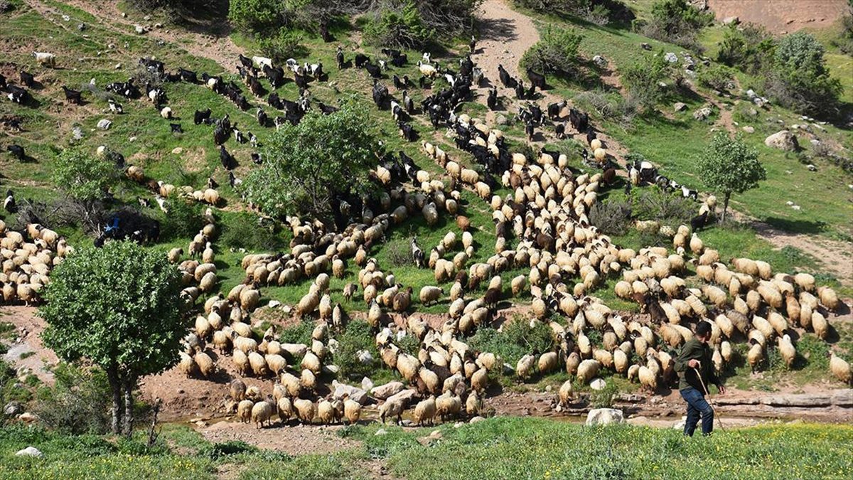 Şırnak'ın Silopi, Cizre, İdil ilçesinde kışlaklarda yaklaşık 5 ay kalan