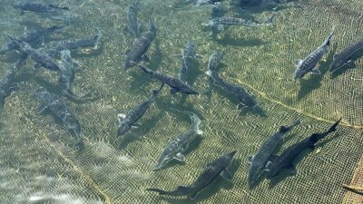 Su ürünleri alanında 2023 yılında 500 bin tonun üzerindeki üretimi