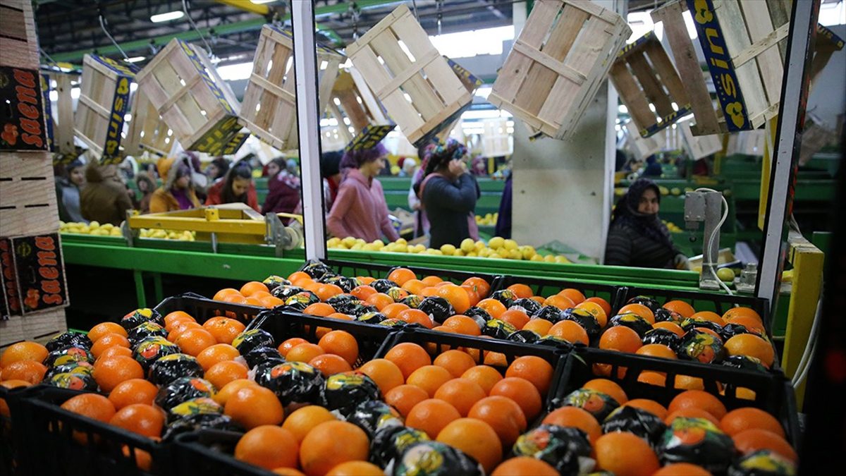 Tarım sektörü, 9,3 milyar dolarla tüm zamanların en yüksek ilk