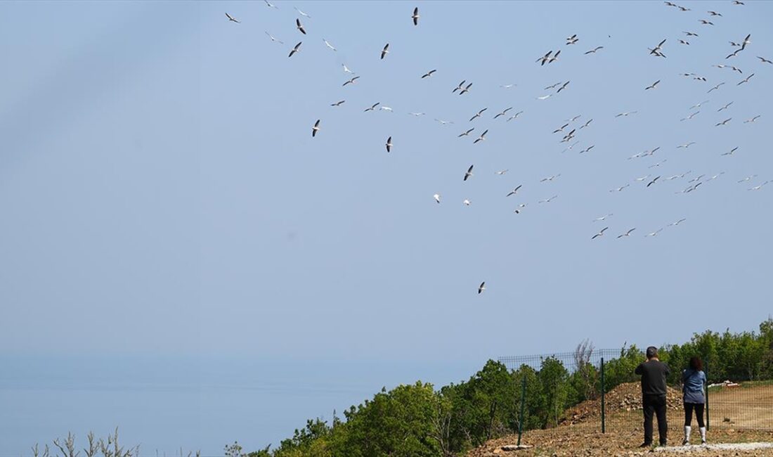 Tekirdağ'da pelikanlar göç ederken görüntülendi.