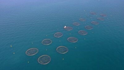 İç sularda kurulu çiftliklerde belli bir ağırlığa ulaştıktan sonra Karadeniz'deki