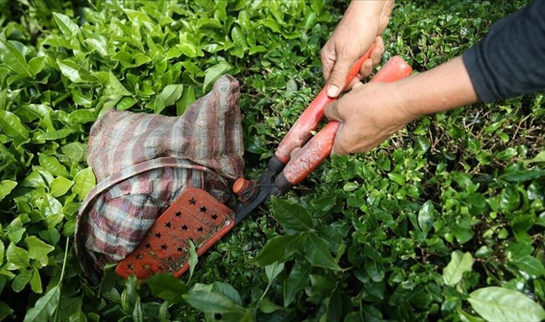 Türkiye'den ocak-mart döneminde yapılan çay ihracatı önceki yılın aynı dönemine